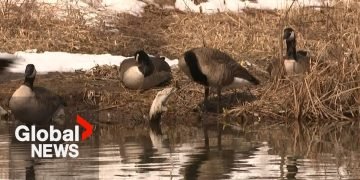 Cases of avian influenza in mammals have Canadian scientists on high alert.